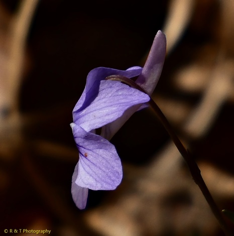 {Viola rostrata}
